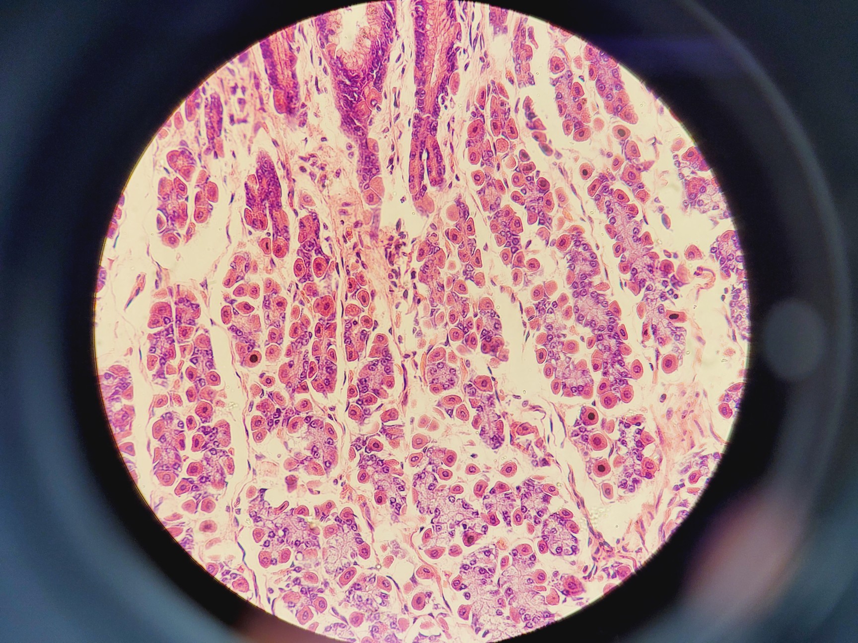 Image of Nikon Eclipse 50i Microscope w/ DS-U1 Digital Sight & 5 Objectives Lab
