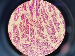 Thumbnail image of Nikon Eclipse 50i Microscope w/ DS-U1 Digital Sight & 5 Objectives Lab