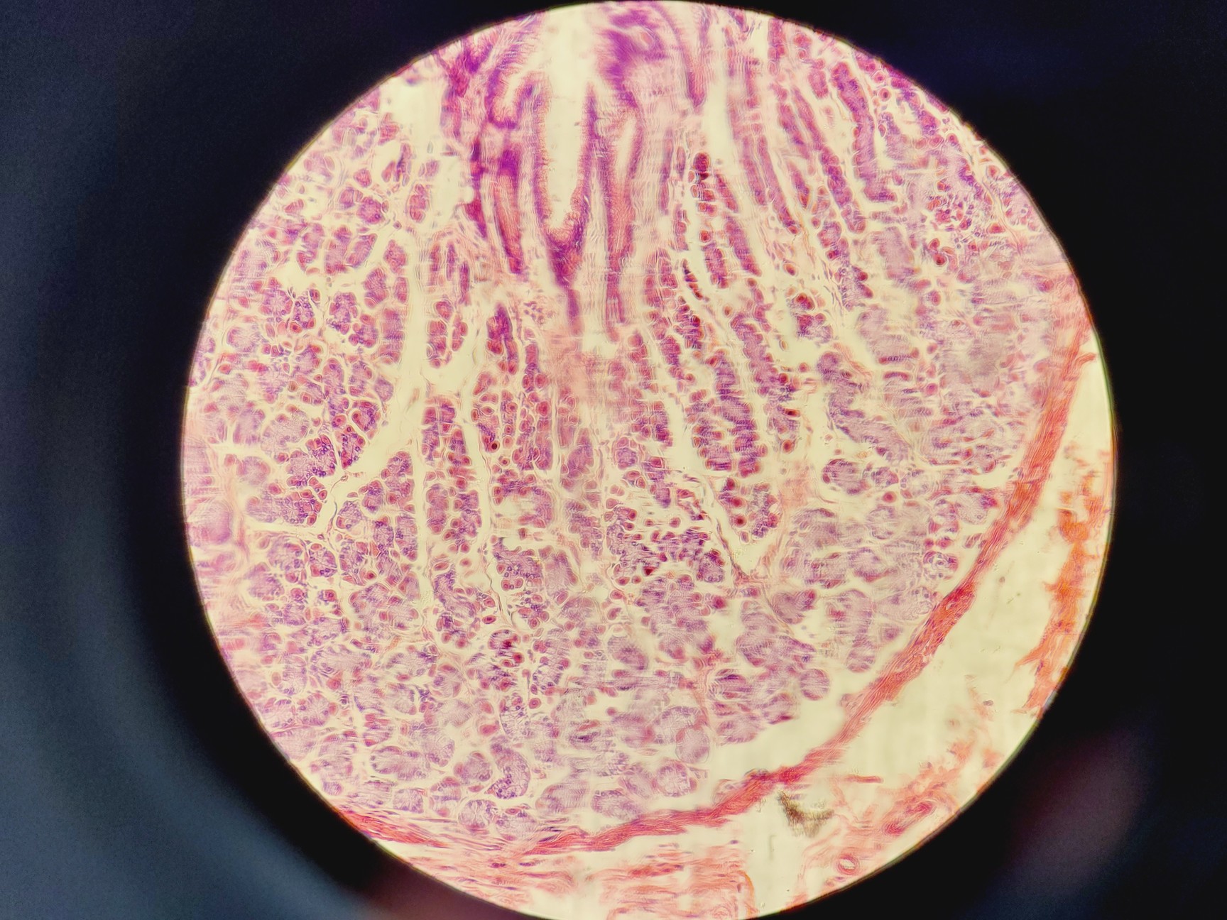 Image of Nikon Eclipse 50i Microscope w/ DS-U1 Digital Sight & 5 Objectives Lab