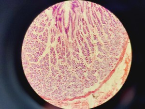 Thumbnail image of Nikon Eclipse 50i Microscope w/ DS-U1 Digital Sight & 5 Objectives Lab