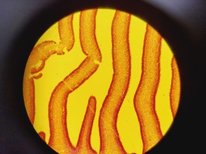 Thumbnail image of Olympus BX51 TF Microscope w/ 3 Objectives 20x/40x/100x & Cover