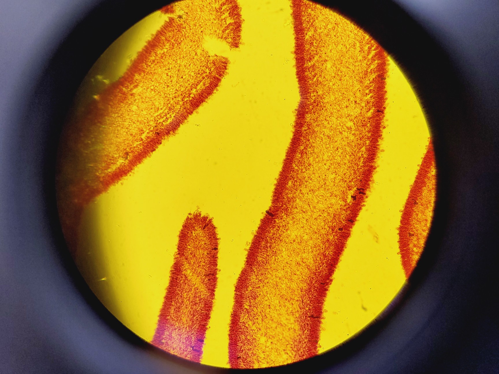 Image of Olympus BX51 TF Microscope w/ 3 Objectives 20x/40x/100x & Cover