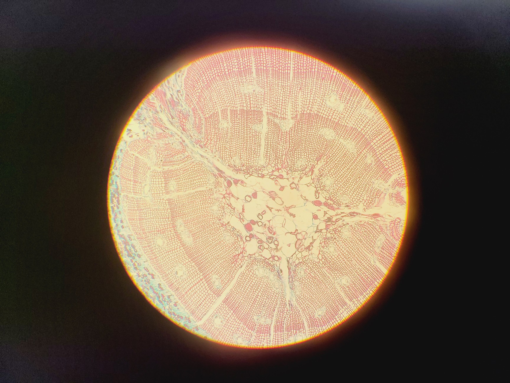 Image of Leitz SM-LUX Binocular Microscope w/ 4 x Objectives 4/10/40/100x 