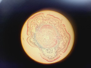 Thumbnail image of Leitz SM-LUX Binocular Microscope w/ 4 x Objectives 4/10/40/100x 