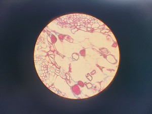 Thumbnail image of Leitz SM-LUX Binocular Microscope w/ 4 x Objectives 4/10/40/100x 