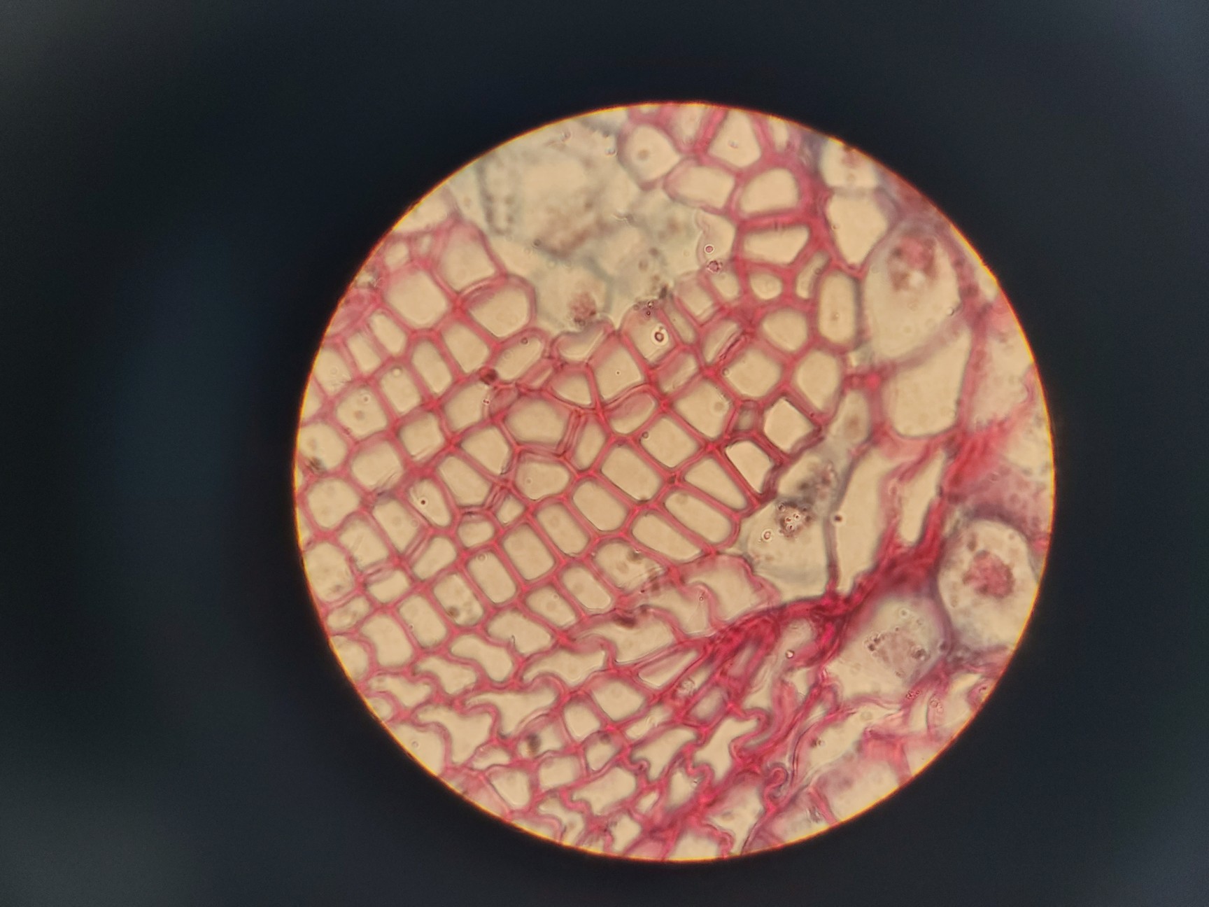 Image of Leitz SM-LUX Binocular Microscope w/ 4 x Objectives 4/10/40/100x 