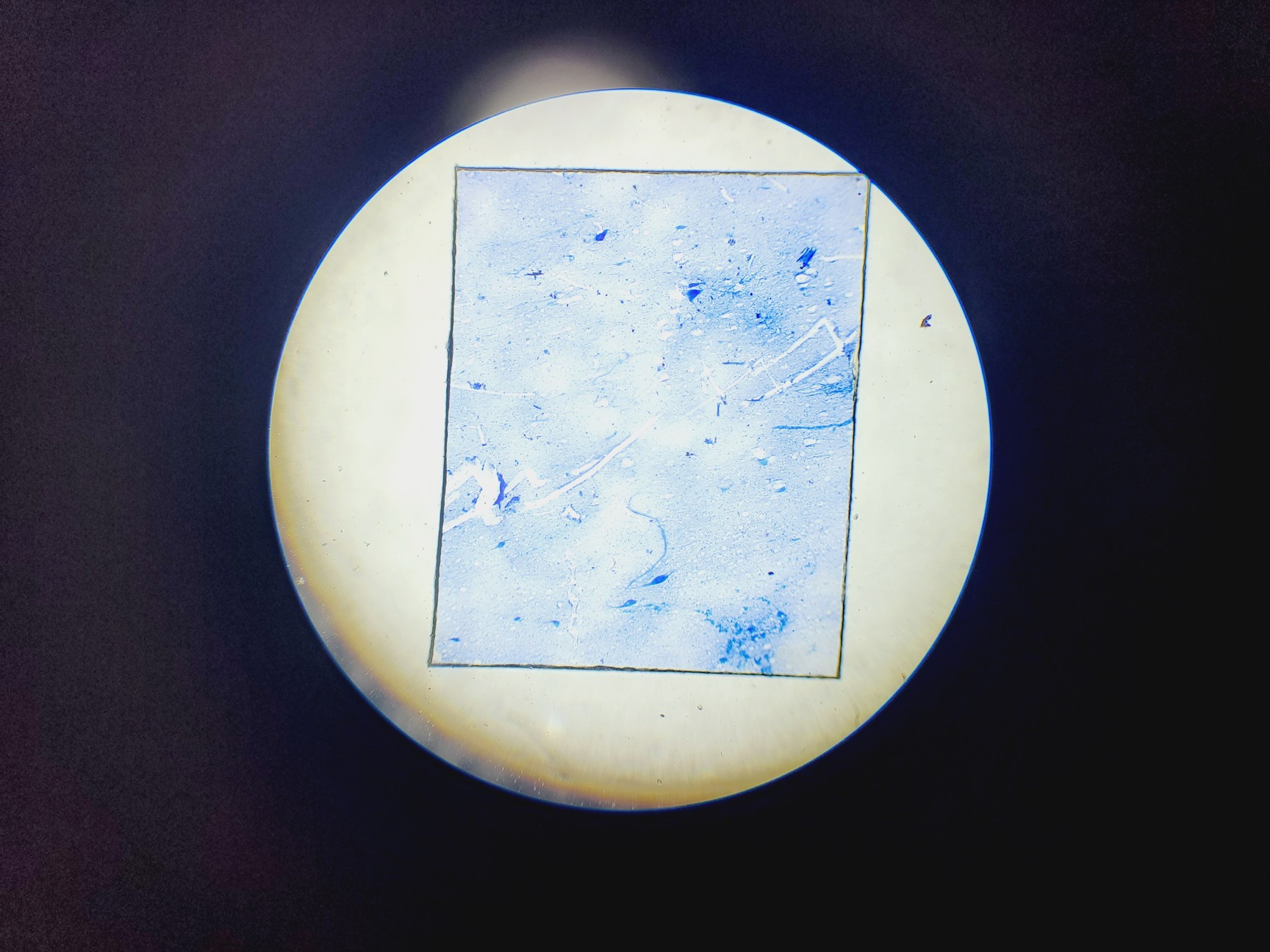 Image of Amscope T120 Series Compound Microscope w/ 4 x Objectives 4/10/40/100 Oil 