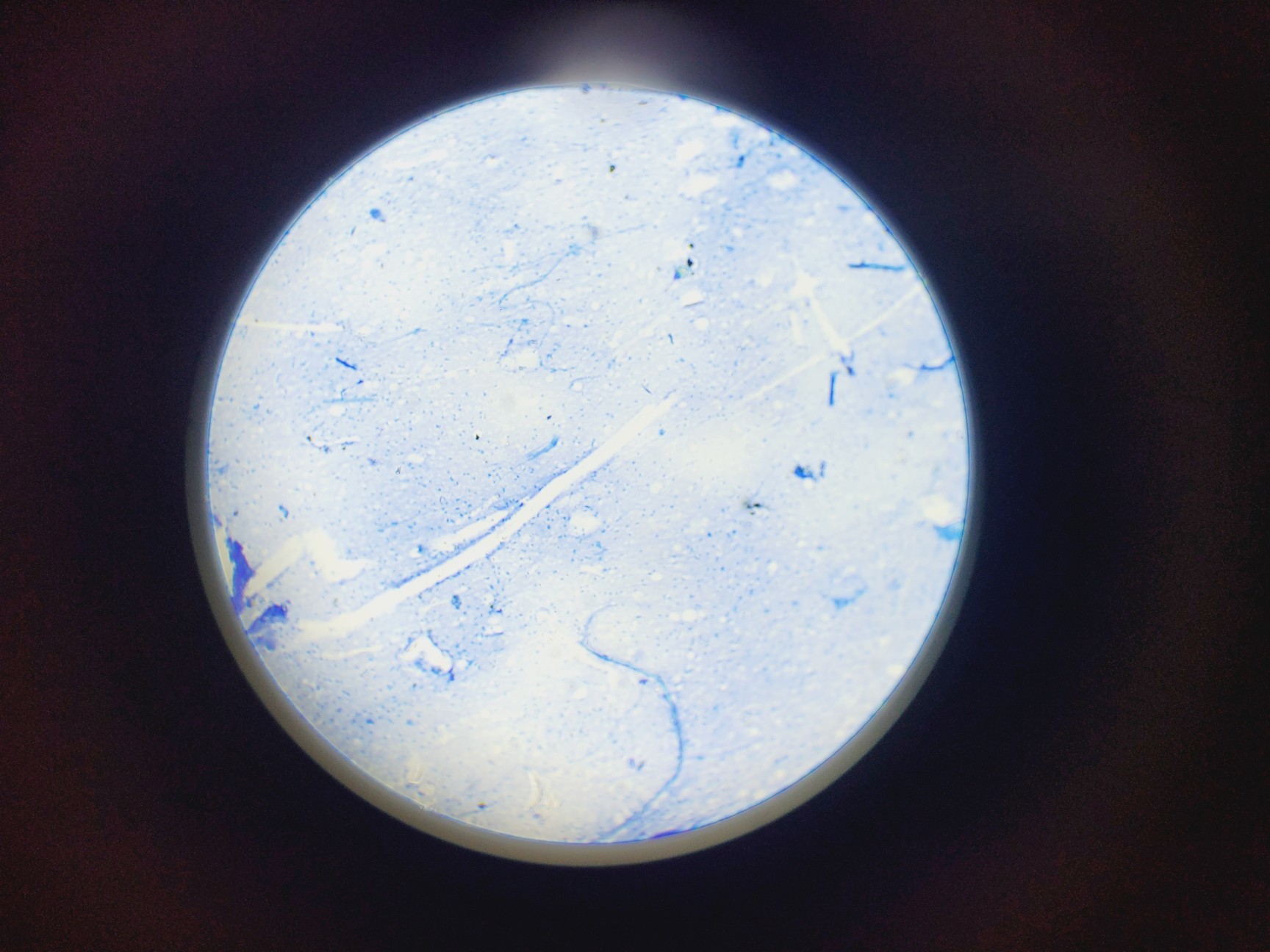 Image of Amscope T120 Series Compound Microscope w/ 4 x Objectives 4/10/40/100 Oil 