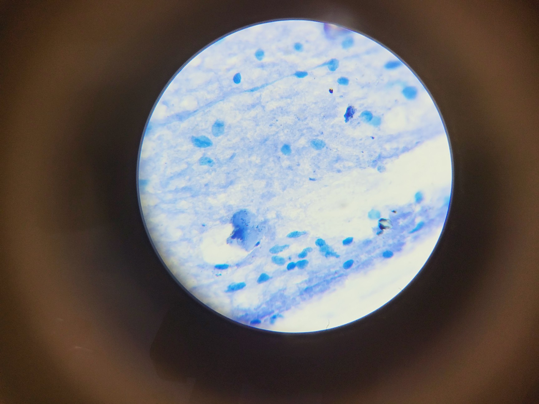 Image of Amscope T120 Series Compound Microscope w/ 4 x Objectives 4/10/40/100 Oil 