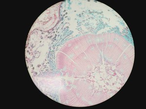 Thumbnail image of Zeiss LSM 510 META Confocal Microscope System w/ Axiovert 200M & Lasers