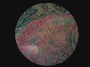 Thumbnail image of Zeiss LSM 510 META Confocal Microscope System w/ Axiovert 200M & Lasers